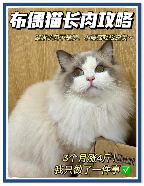 2025全年免费资料大全和肥猫一年多减重16斤与肥猫一年多减重16斤正常吗