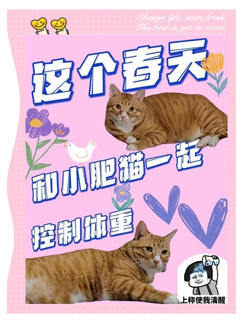 澳门6合开奖结果和肥猫一年多减重16斤与肥猫一年多减重16斤正常吗